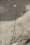 Petrorhagia saxifraga subsp. gasparrinii (Guss.) Greuter & Burdet