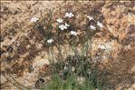 Petrorhagia saxifraga subsp. gasparrinii (Guss.) Greuter & Burdet