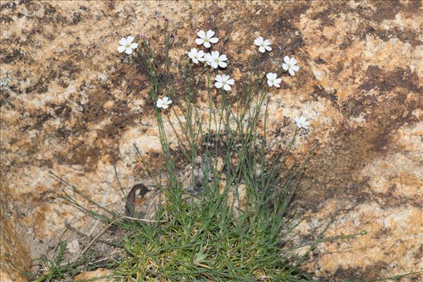 Petrorhagia saxifraga subsp. gasparrinii (Guss.) Greuter & Burdet