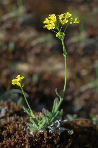 Biscutella arvernensis Jord.