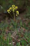 Biscutella arvernensis Jord.