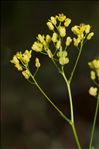 Biscutella arvernensis Jord.