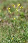 Biscutella arvernensis Jord.