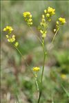 Biscutella arvernensis Jord.