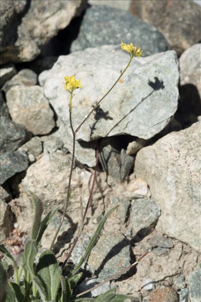 Biscutella brevicaulis Jord.