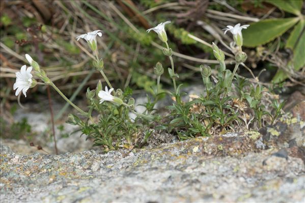 Cerastium soleirolii Ser. ex Duby