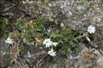 Cerastium soleirolii Ser. ex Duby
