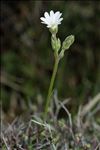 Cerastium soleirolii Ser. ex Duby