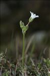 Cerastium soleirolii Ser. ex Duby