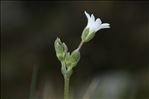 Cerastium soleirolii Ser. ex Duby