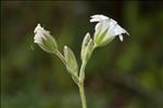 Cerastium soleirolii Ser. ex Duby