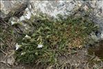 Cerastium soleirolii Ser. ex Duby