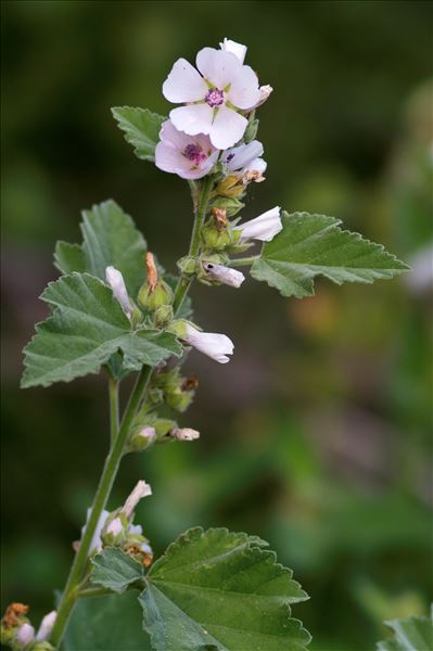 Althaea officinalis L.