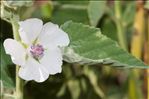 Althaea officinalis L.