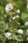 Althaea officinalis L.