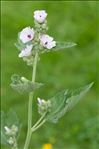 Althaea officinalis L.