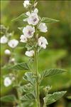 Althaea officinalis L.