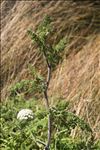 Daucus carota subsp. commutatus (Paol.) Thell.