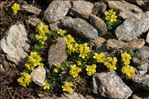 Draba hoppeana Rchb.