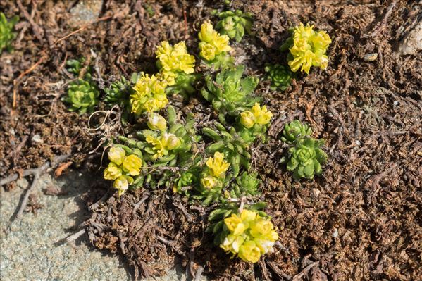 Draba hoppeana Rchb.