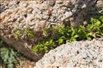 Galium verrucosum var. halophilum (Ponzo) Natali & Jeanm.