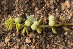 Galium verrucosum var. halophilum (Ponzo) Natali & Jeanm.