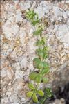 Galium verrucosum Huds.