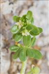 Galium verrucosum var. halophilum (Ponzo) Natali & Jeanm.