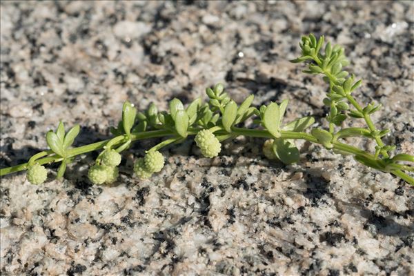 Galium verrucosum Huds.