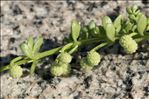 Galium verrucosum var. halophilum (Ponzo) Natali & Jeanm.