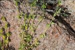 Galium verrucosum var. halophilum (Ponzo) Natali & Jeanm.