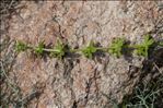 Galium verrucosum Huds.