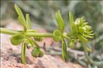 Galium verrucosum var. halophilum (Ponzo) Natali & Jeanm.