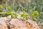 Galium verrucosum var. halophilum (Ponzo) Natali & Jeanm.