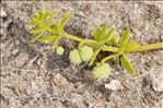 Galium verrucosum var. halophilum (Ponzo) Natali & Jeanm.