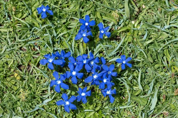 Gentiana rostanii Reut. ex Verl.