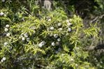 Juniperus oxycedrus subsp. macrocarpa (Sm.) Ball