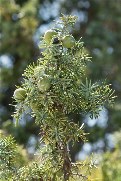Juniperus oxycedrus subsp. macrocarpa (Sm.) Ball