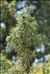 Juniperus oxycedrus subsp. macrocarpa (Sm.) Ball