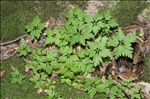 Geranium robertianum L.