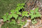 Geranium robertianum L.