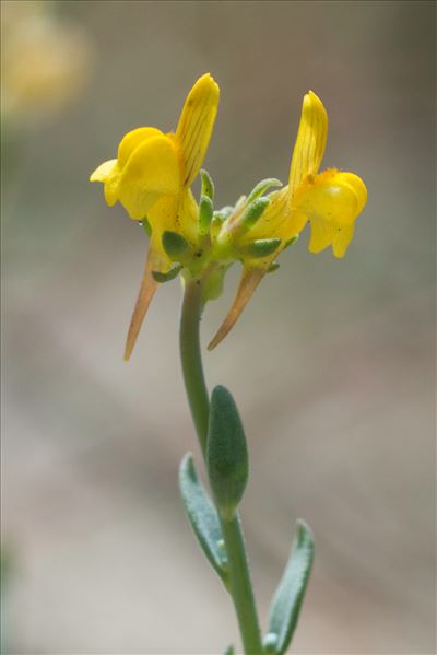 Linaria flava subsp. sardoa (Sommier) A.Terracc.