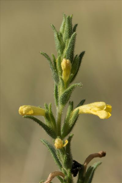 Macrosyringion glutinosum (M.Bieb.) Rothm.