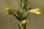 Macrosyringion glutinosum (M.Bieb.) Rothm.