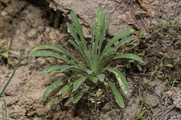 Matthiola valesiaca J.Gay ex Boiss.