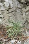 Matthiola valesiaca J.Gay ex Boiss.