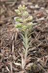 Alyssum alyssoides (L.) L.