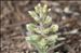 Alyssum alyssoides (L.) L.