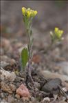 Alyssum alyssoides (L.) L.