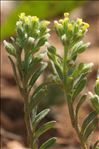 Alyssum alyssoides (L.) L.